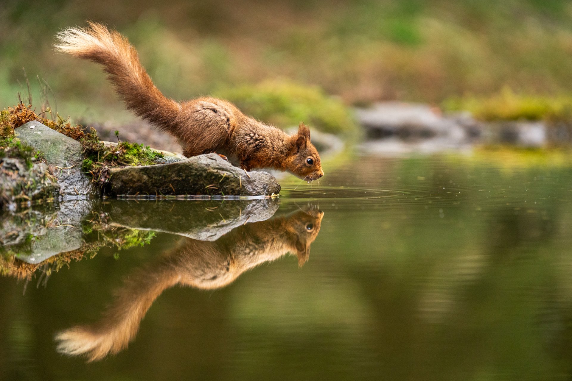 The Enchanted World of Yorkshire's Red Squirrels — Jo Heard